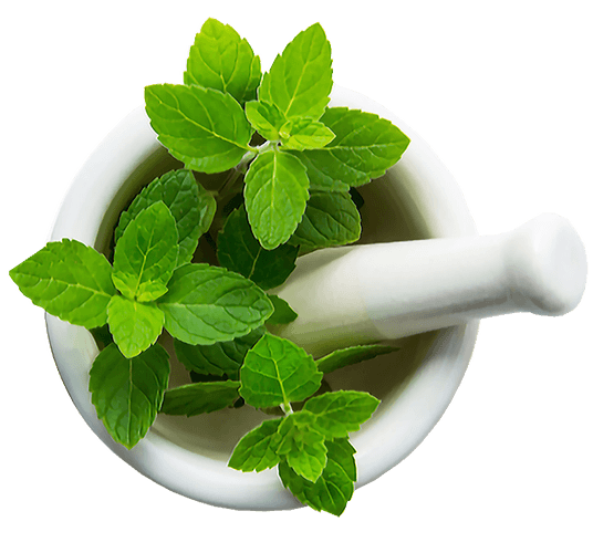 Mint Products Supplier