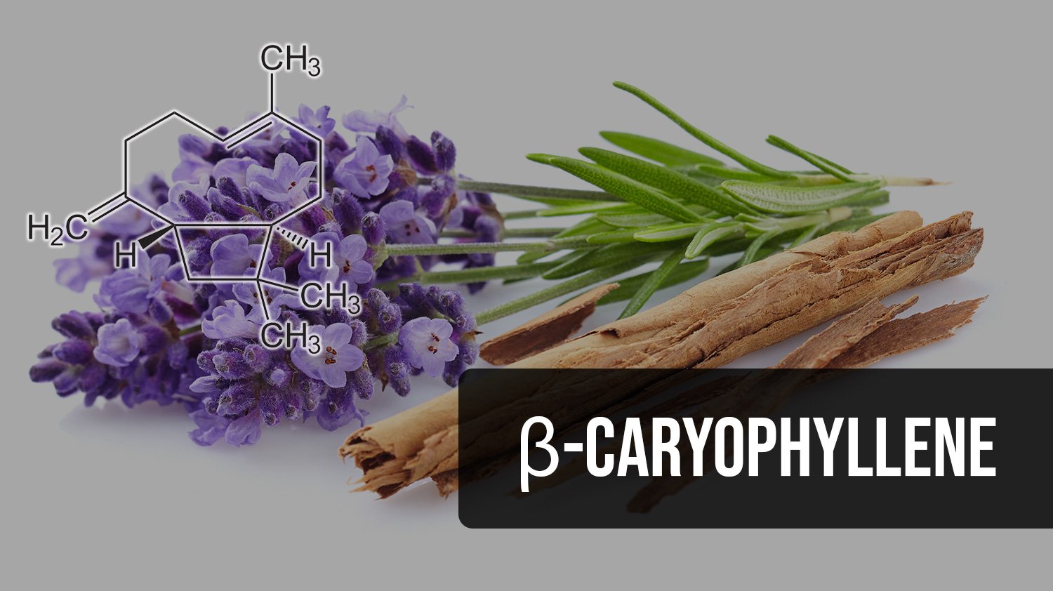 Beta-Caryophyllene Oxide In Kanchipuram