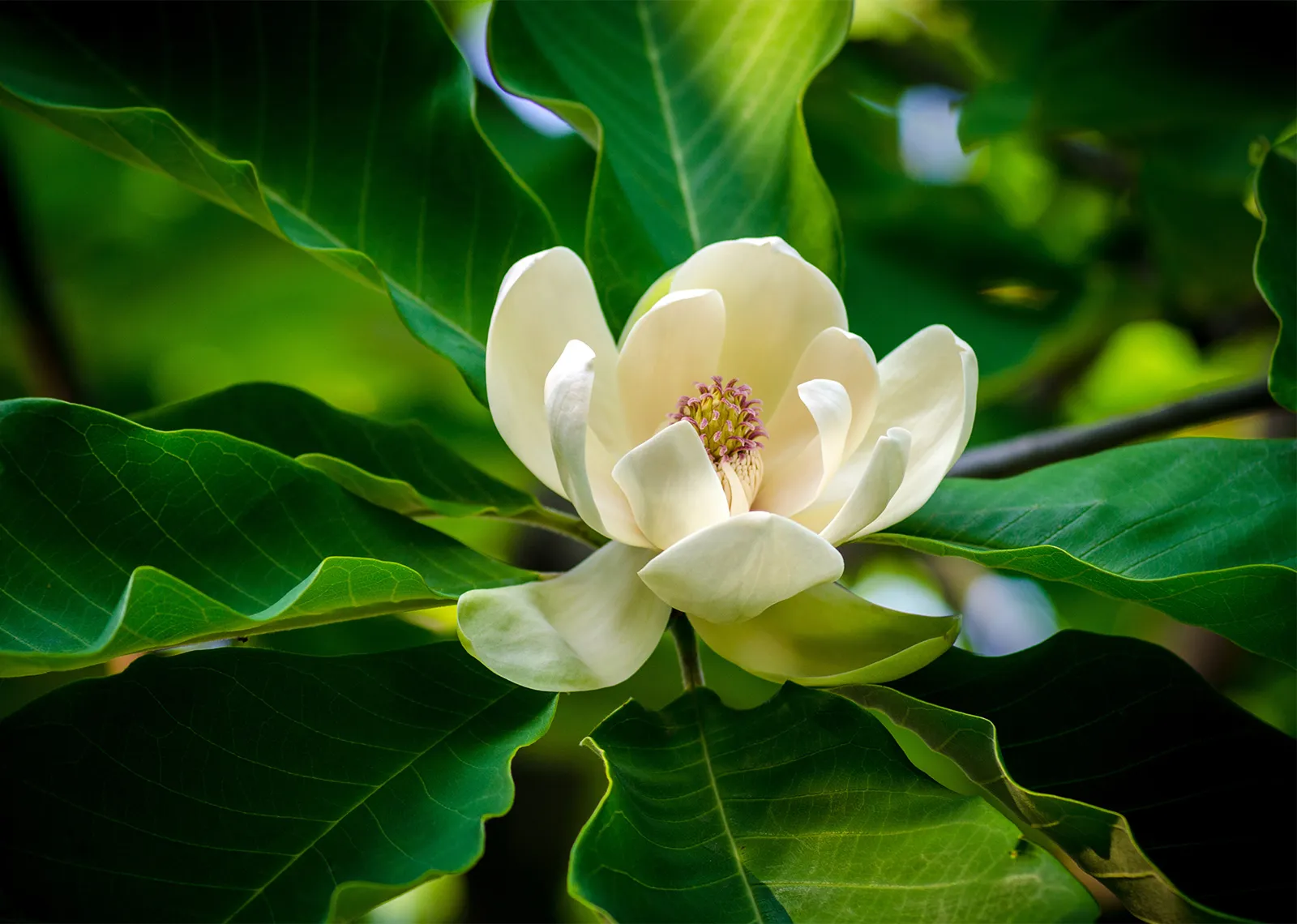 Magnolianal In Veerapandianpattinam