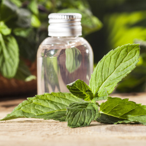 Rectified Peppermint Oil In Kannamangalam
